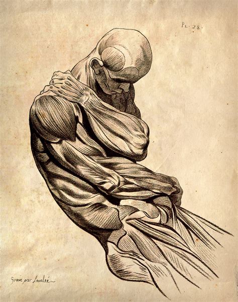 Custom 16x20 Vintage Anatomy Muscle Sketch Human By Curiousprints