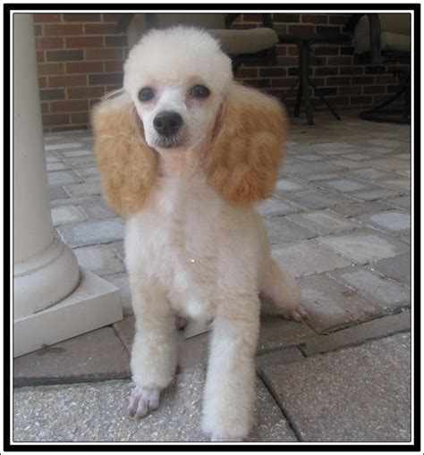 Cream Toy Poodles Available For Sale Homestead Poodles