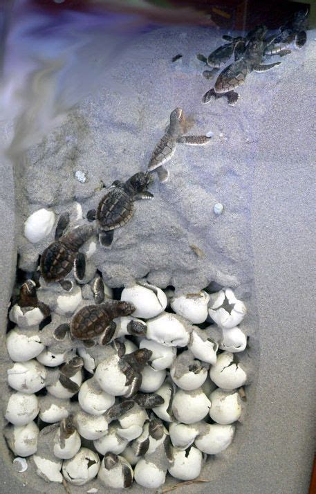 Malaclemys Terrapin Tequesta Baby Sea Turtles Sea Turtles Hatching