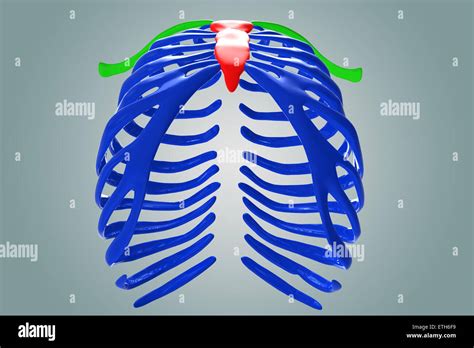 Human Skeleton Parts Anatomy 3d Illustration Stock Photo Alamy