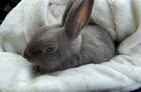 Polish Rabbit For Sale In St Lawrence County 1