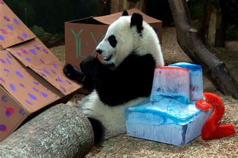 Giant Panda Twins Celebrate 2nd Birthday At Zoo Atlana