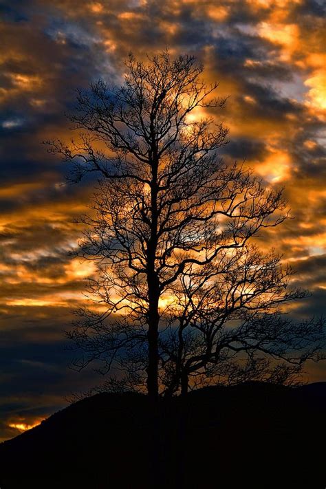 Beautiful Sunset Tree Silhouette Photograph By Dan Sproul