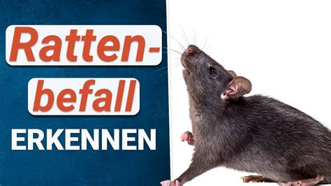 Neben dem bekanntesten anzeichen für rattenbefall. Rattenbefall erkennen 🐀 | Anzeichen für Ratten im Haus und ...