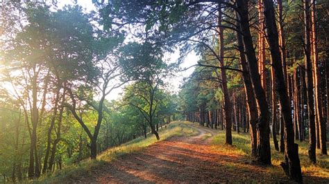 Landscape Nature Pine Trees Evening Pathway Sunset