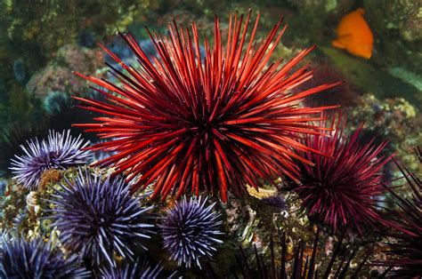 Sea Urchins May Hold The Secret To The Fountain Of Youth