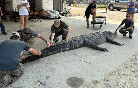 mississippi hunters land 14 foot state record gator after 7 hour fight