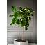 Top 5 Indoor Plants And How To Care For Them