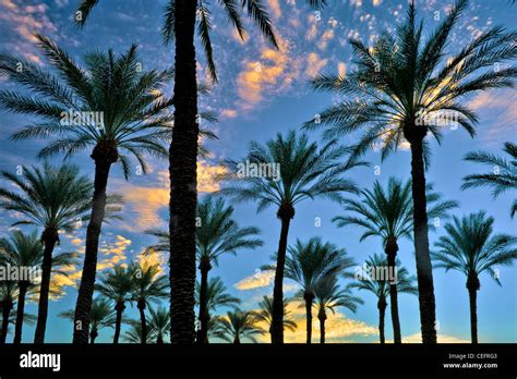 Palm Trees At Sunrise Palm Desert California Stock Photo Alamy