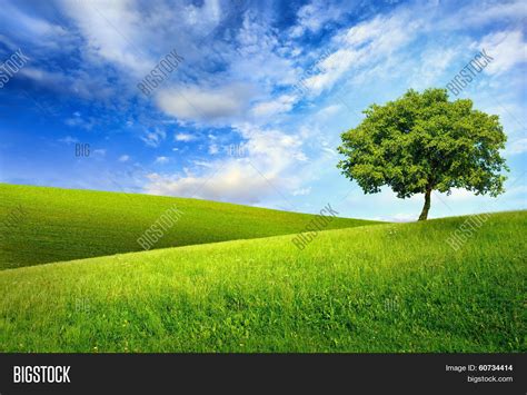 Single Tree On Top Image And Photo Free Trial Bigstock