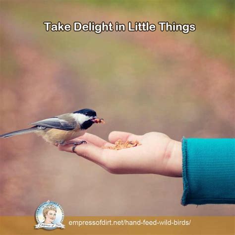 Tell Delight In Little Things Learn To Hand Feed Wild Birds Come See