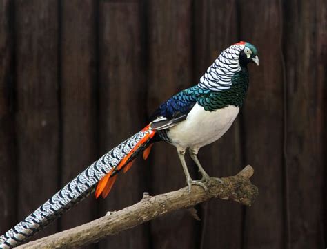 15 Birds With Spectacularly Fancy Tail Feathers
