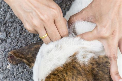 Closeup Of Human Hands Remove Dog Adult Tick From Fur Stock Image