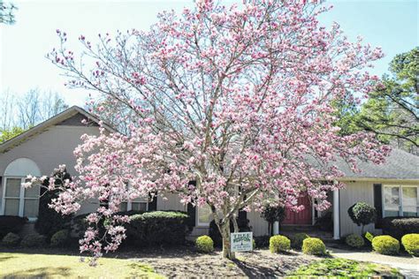 Tree Of The Month Saucer Magnolia Richmond County Daily Journal