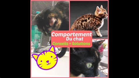 ☼comportement Du Chat ☼ Besoin Dattentiongriffes Ect Youtube