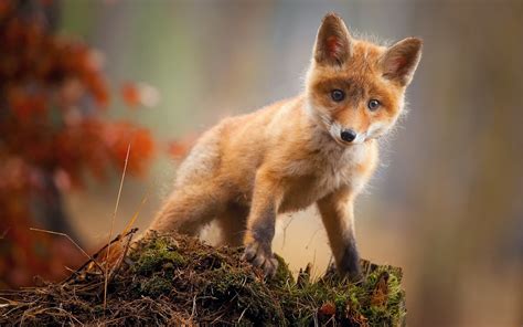 3840x2400 Fox Cub Baby Animal Cute Hd 4k Hd 4k Wallpapers Images