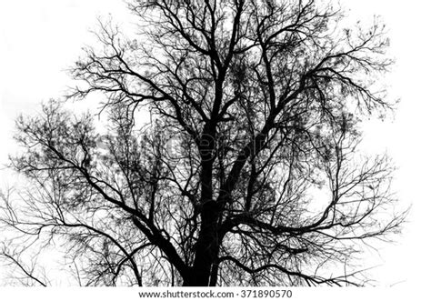 Silhouette Bare Tree Black White Stock Photo Shutterstock