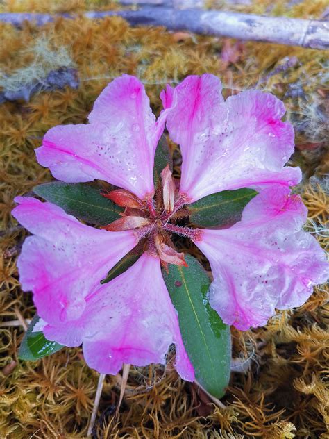 Extinct Flower Species Discovered Blooming In Southwest China Cgtn