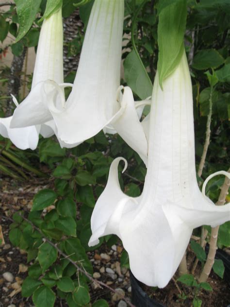 Angels Trumpet My Plant I Grow These From Seeds Beautiful