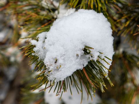 Snow On Pine Tree Bush Foca Stock