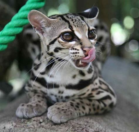 I Think Its Time We Talk About The Margay Margay Cat Beautiful Cats