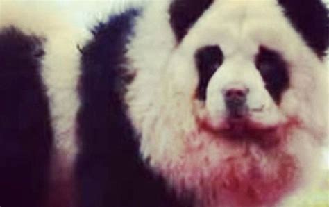 Perros Panda La última Moda En China Publimetro Chile