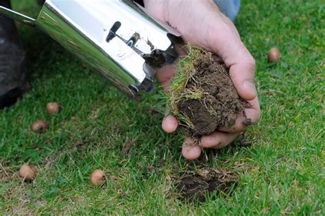 How To Plant Bulbs In Lawns