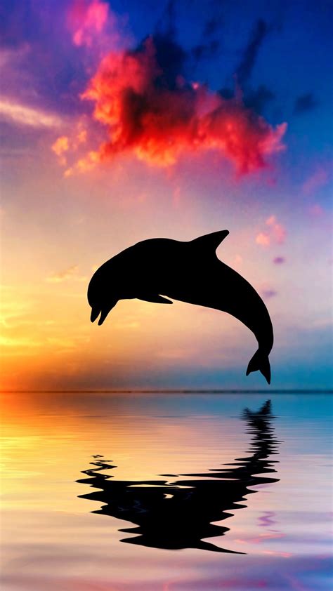 Dolphin Jump Silhouette Ocean Water Reflection Sunset Dolphin