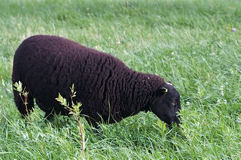 Free Images Grass Farm Meadow Wildlife Pasture Grazing Sheep