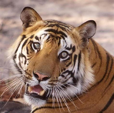 Vanishing Stripes Save The Bengal Tiger Globalgiving