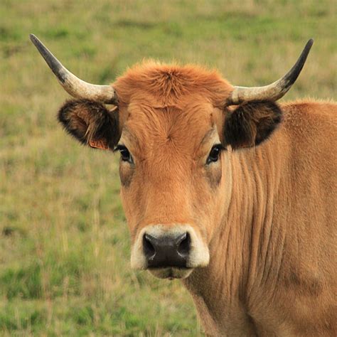 Parthenais Cattle Photo Vache Vache Aubrac Vache