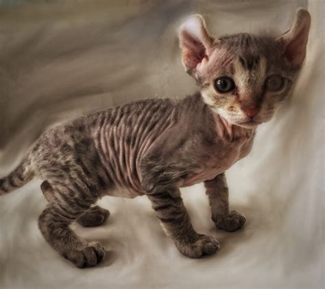 Das macht sie zu einem sehr alle fellfarben sind bei der sphynx katze vertreten: Nacktkatzen fehlen Sinnesorgane - Katzengenetik ...