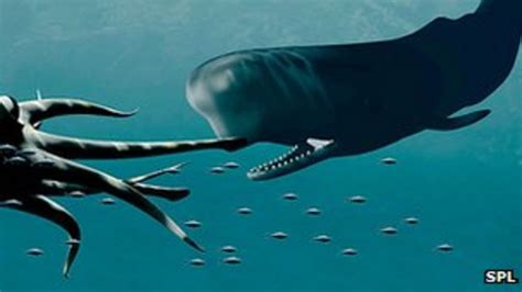 Giant Squid Eyes Are Sperm Whale Defence Bbc News