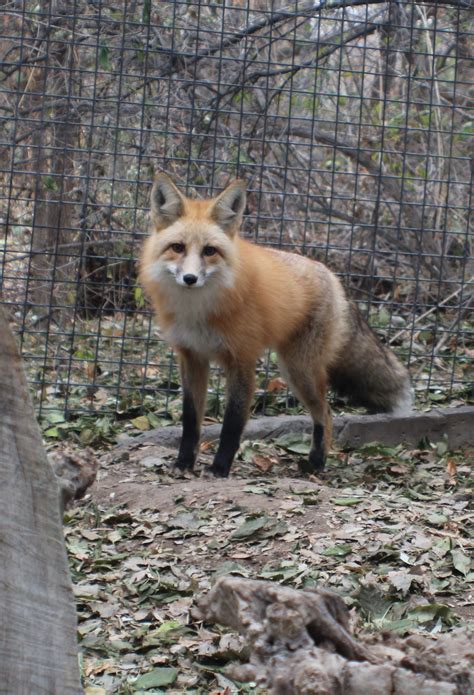 Zoo Idaho Red Fox Fact Sheet