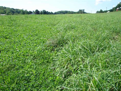 The “perfect” Sheep Pasture Cornell Small Farms