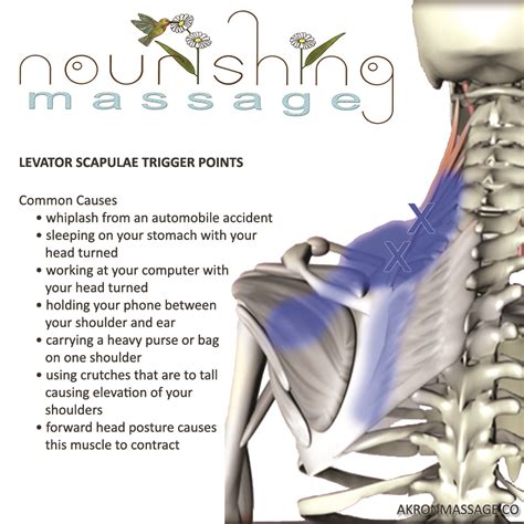 Levator Scapulae Trigger Point Release And Stretch Nourishing Massage