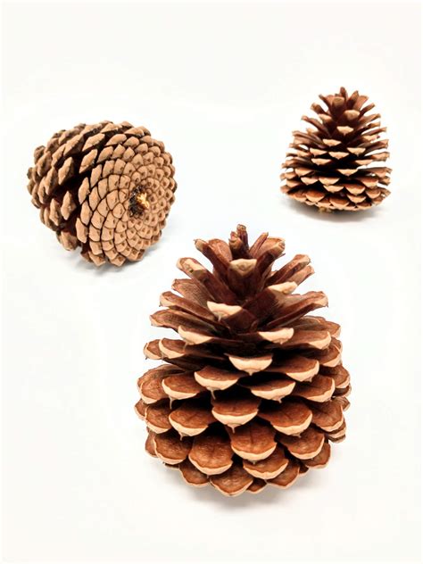 Buy Unscented Pine Cones Large For Crafts 12 Pinecones Bulk Natural