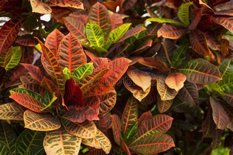 Magnificent Blooming Leaves Of Coleus Stock Image Image Of Close