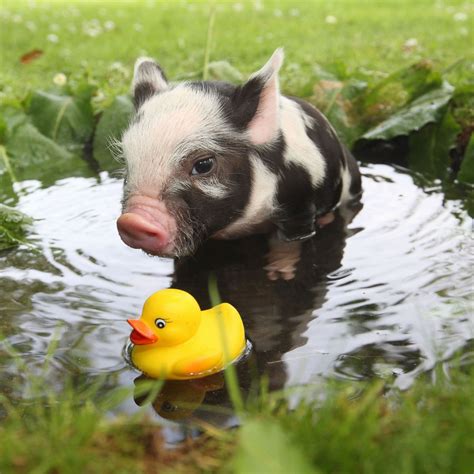 12 Adorable Photos Of Teacup Pigs
