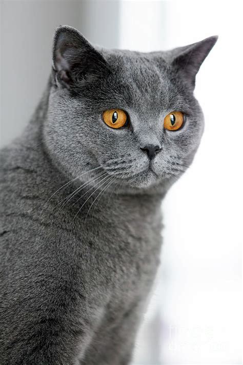 Grey British Shorthair Cat Staring In The Space