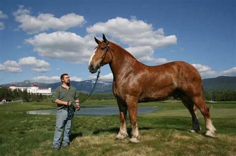 Zeus Known As The Worlds Largest Horse His Home Is At The Castle In