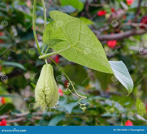 Chayote Fruit At The Garden In Ifugao Philippines Stock Photo Image