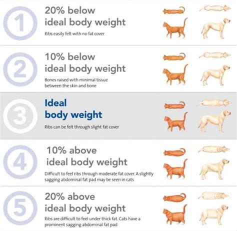 You can use our body conditioning tool to do these checks at home. Ask the Vet: The Overweight Pet by Stefanie Wong, DVM ...