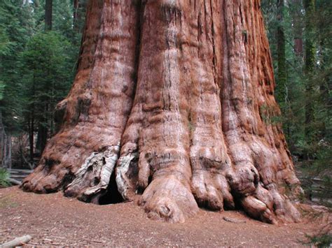 General Sherman der größte Baum der Welt