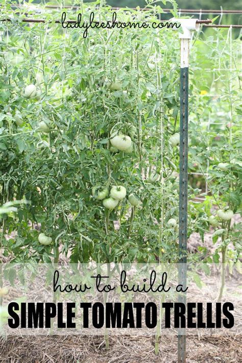 How To Support Tomato Plants Tomato Trellis Tomato Garden Tips For