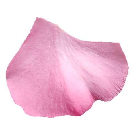 Pink Flower Petals 39201592 Png