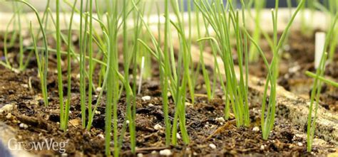 Spring Onion Grow Guide