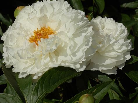 White Flowers Yellow Center Free Stock Photo Public Domain Pictures