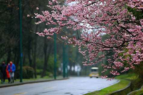 Photos Capture Beauty Of Cherry Blossoms In Wuxi