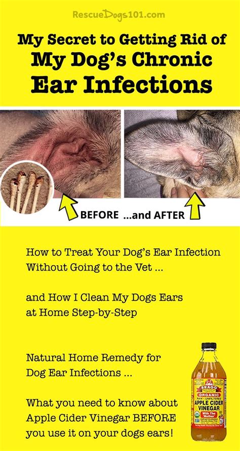 The Secret To Getting Rid Of Ear Infections In Your Dog At Home Dog